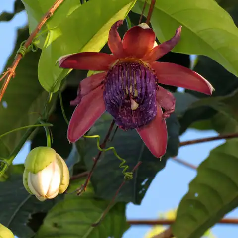 Foto dokumenter Passiflora ambigua