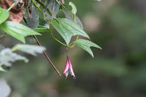 Foto dokumenter Passiflora costaricensis