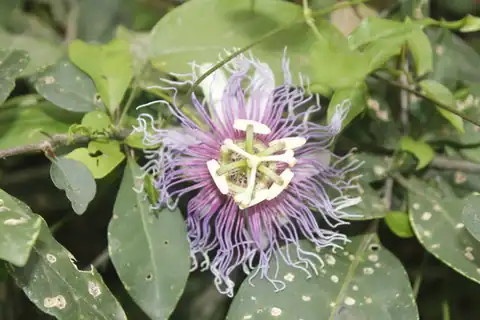 Foto dokumenter Passiflora serratifolia