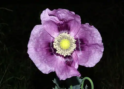 Foto dokumenter Papaver somniferum