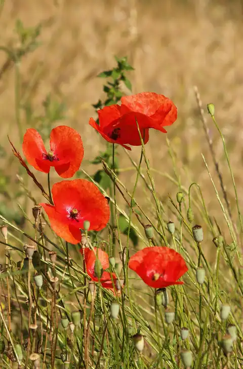 Foto dokumenter Papaver rhoeas