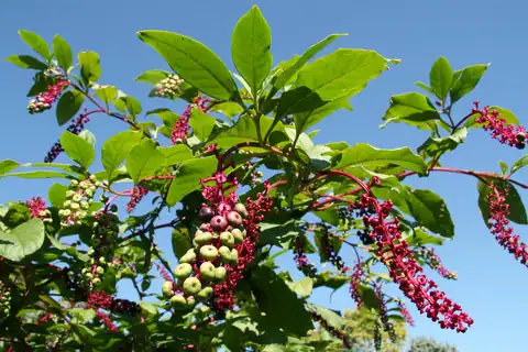 Foto dokumenter Phytolacca americana