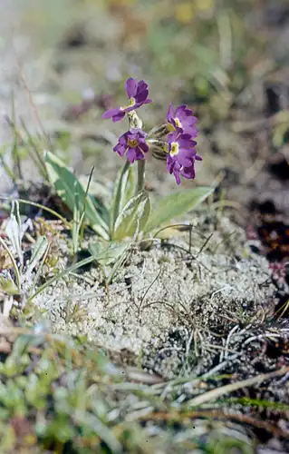 Foto dokumenter Primula scotica