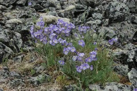 Foto dokumenter Polemonium boreale