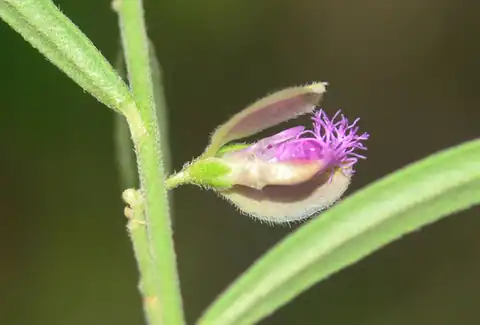 Foto dokumenter Polygala erioptera