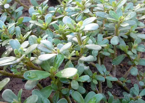 Foto dokumenter Portulaca oleracea