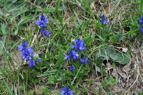 Foto dokumenter Polygala calcarea