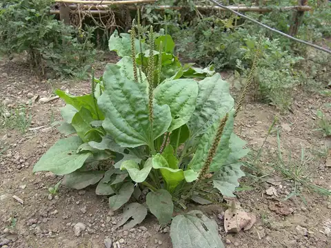 Foto dokumenter Plantago major