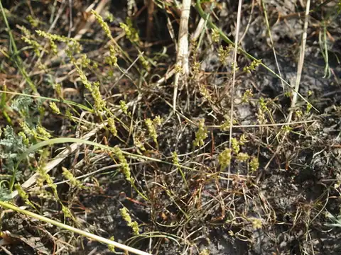 Foto dokumenter Plantago tenuiflora