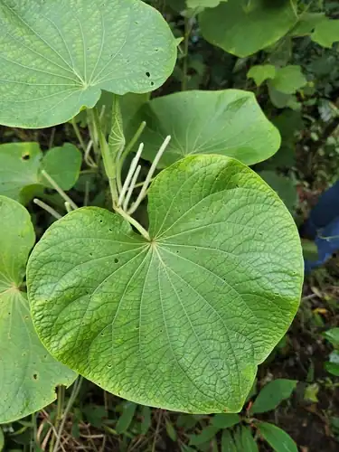 Foto dokumenter Piper umbellatum