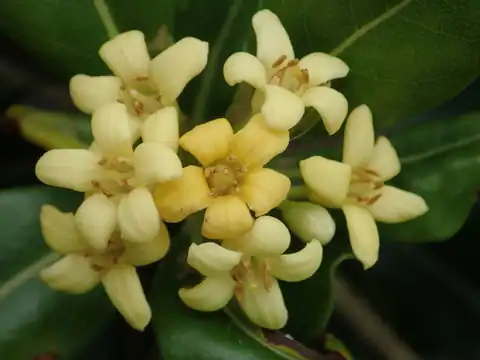 Foto dokumenter Pittosporum tobira