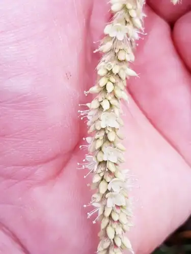 Foto dokumenter Persicaria acuminata