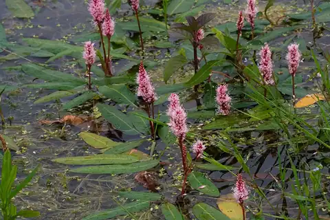 Foto dokumenter Persicaria amphibia
