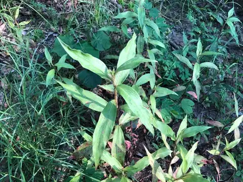 Foto dokumenter Persicaria barbata