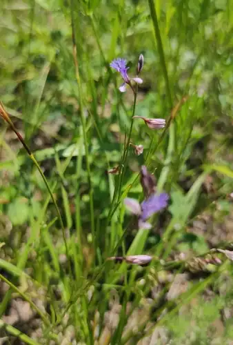 Foto dokumenter Polygala tenuifolia