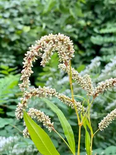 Foto dokumenter Persicaria lapathifolia