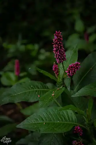 Foto dokumenter Persicaria hispida