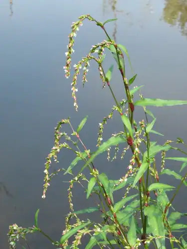 Foto dokumenter Persicaria hydropiper