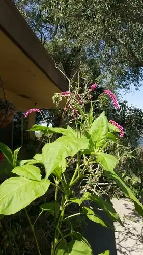 Foto dokumenter Persicaria orientalis