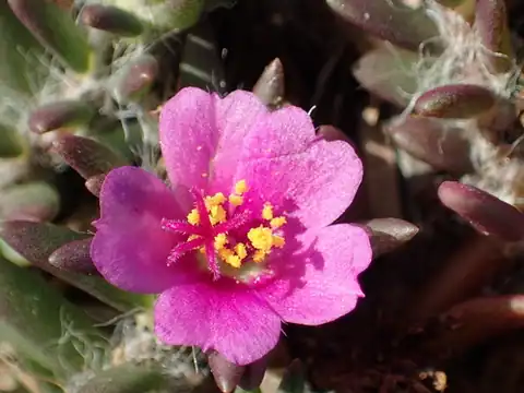 Foto dokumenter Portulaca pilosa