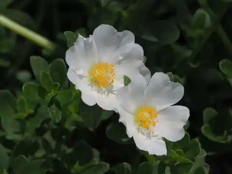 Foto dokumenter Portulaca umbraticola