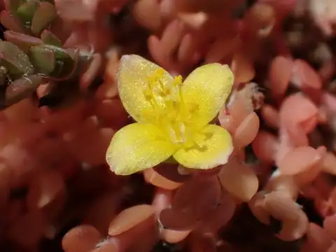 Foto dokumenter Portulaca quadrifida