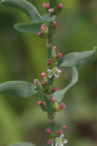 Foto dokumenter Polygonum aviculare