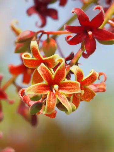 Foto dokumenter Sterculia foetida