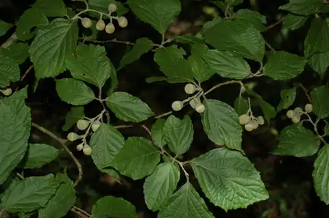 Foto dokumenter Styrax glabrescens