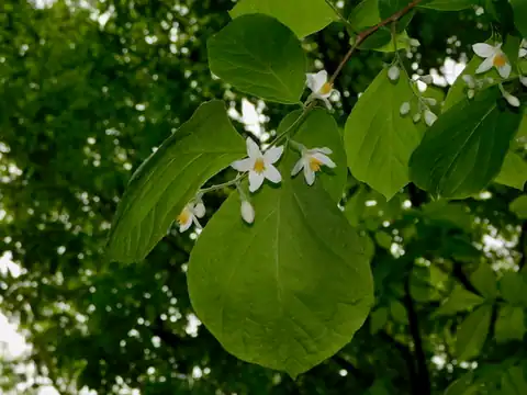 Foto dokumenter Styrax grandifolius
