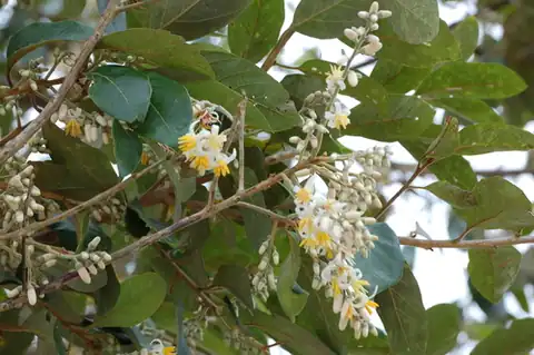 Foto dokumenter Styrax argenteus