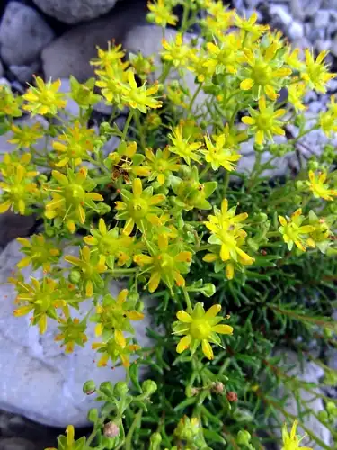 Foto dokumenter Saxifraga aizoides