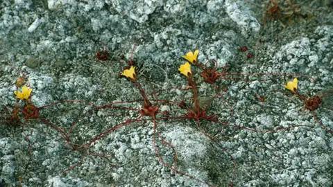 Foto dokumenter Saxifraga flagellaris