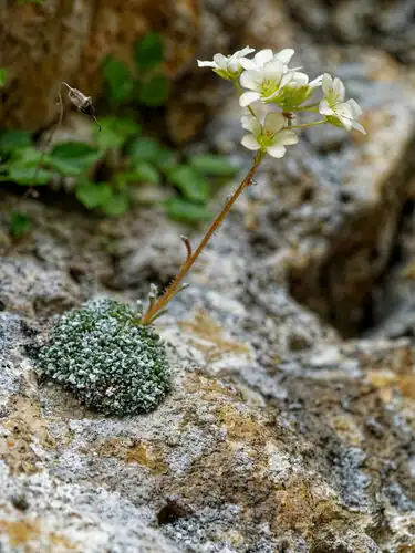 Foto dokumenter Saxifraga valdensis