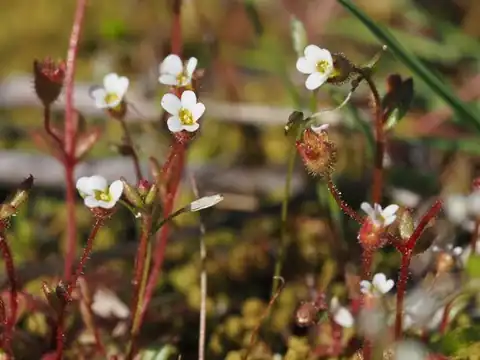 Foto dokumenter Saxifraga tridactylites