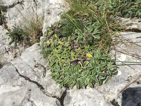 Foto dokumenter Saxifraga callosa