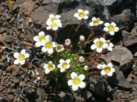 Foto dokumenter Saxifraga cespitosa