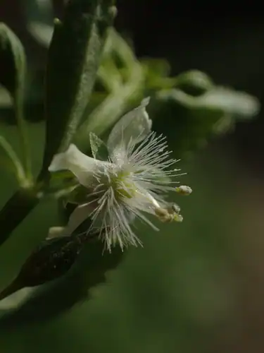 Foto dokumenter Scoparia dulcis
