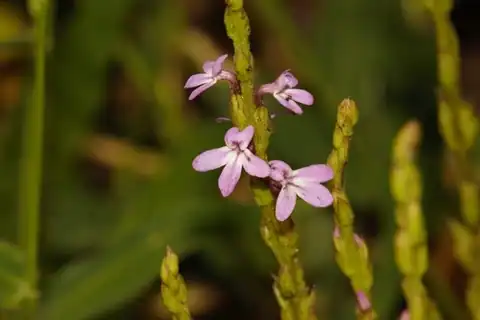 Foto dokumenter Striga gesnerioides