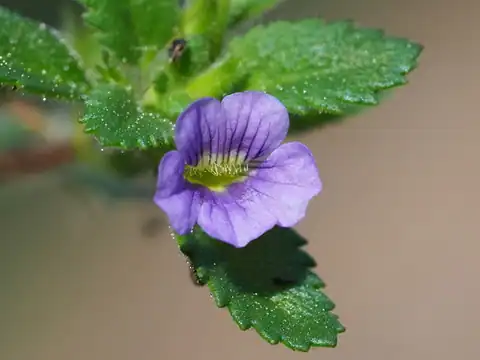 Foto dokumenter Stemodia verticillata