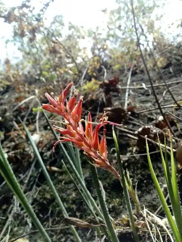 Foto dokumenter Pitcairnia palmeri
