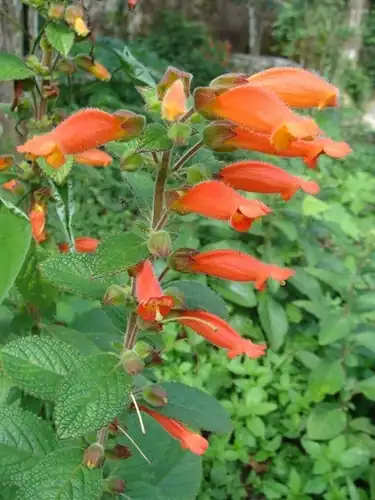 Foto dokumenter Sinningia incarnata
