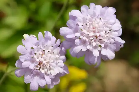 Foto dokumenter Scabiosa columbaria