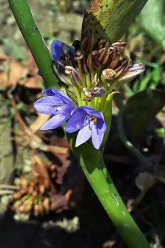 Foto dokumenter Pontederia hastata