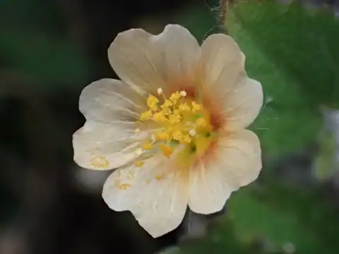 Foto dokumenter Sida cordata