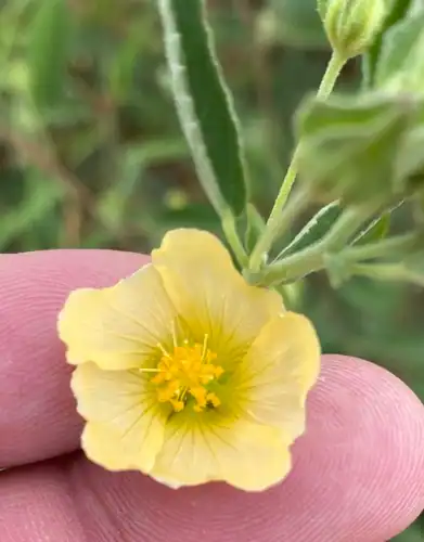Foto dokumenter Sida ovata