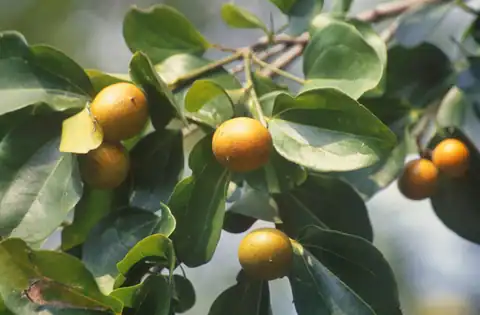 Foto dokumenter Strychnos nux-vomica