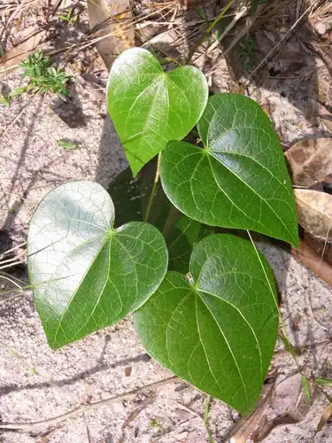 Foto dokumenter Sarcopetalum harveyanum
