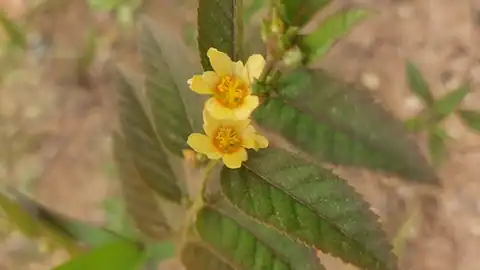 Foto dokumenter Sida planicaulis