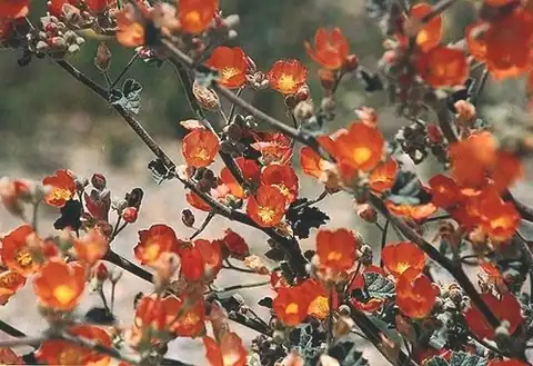 Foto dokumenter Sphaeralcea munroana